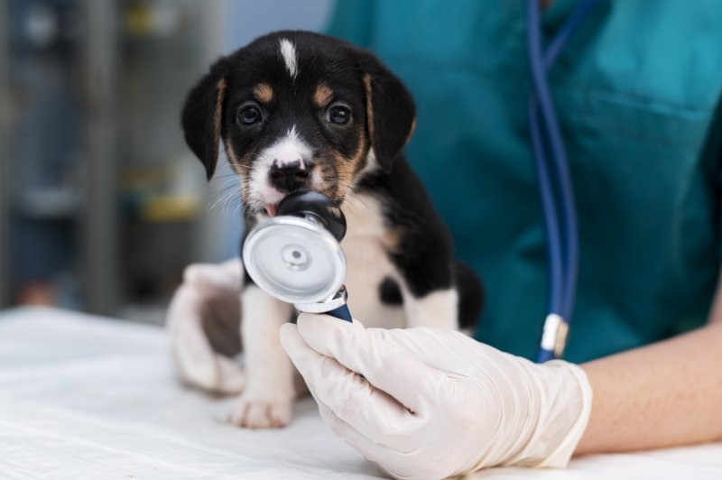 formación en veterinaria